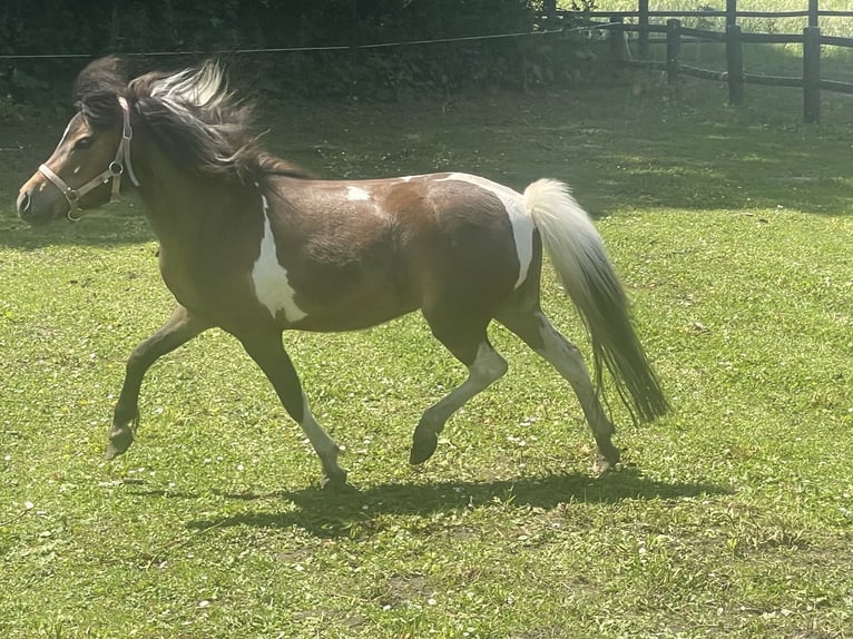 Amerikaans minipaard Merrie 4 Jaar 95 cm Tobiano-alle-kleuren in Bad Bentheim