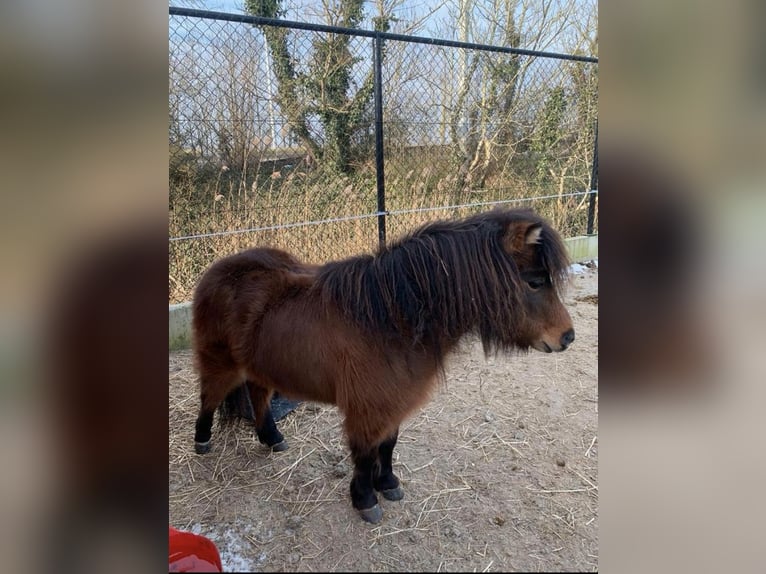 Amerikaans minipaard Merrie 4 Jaar Bruin in Veurne