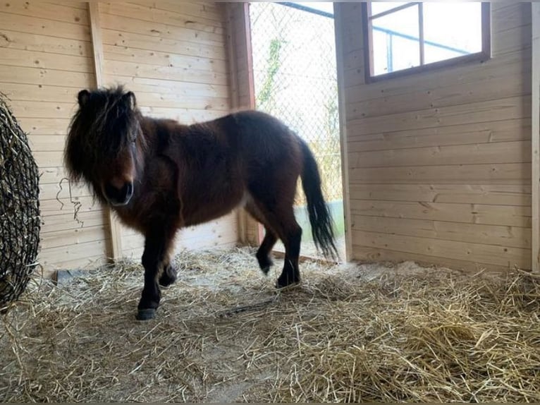 Amerikaans minipaard Merrie 4 Jaar Bruin in Veurne