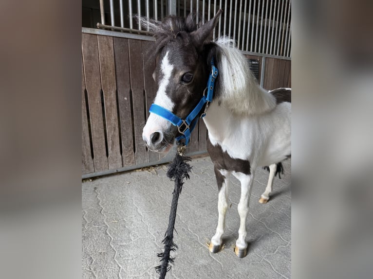 Amerikaans minipaard Merrie 4 Jaar  in Ebensee