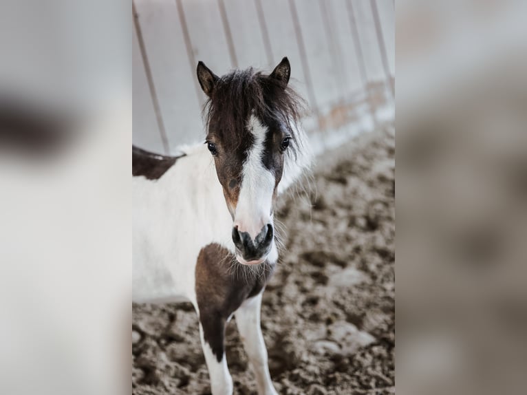 Amerikaans minipaard Merrie 4 Jaar  in Ebensee