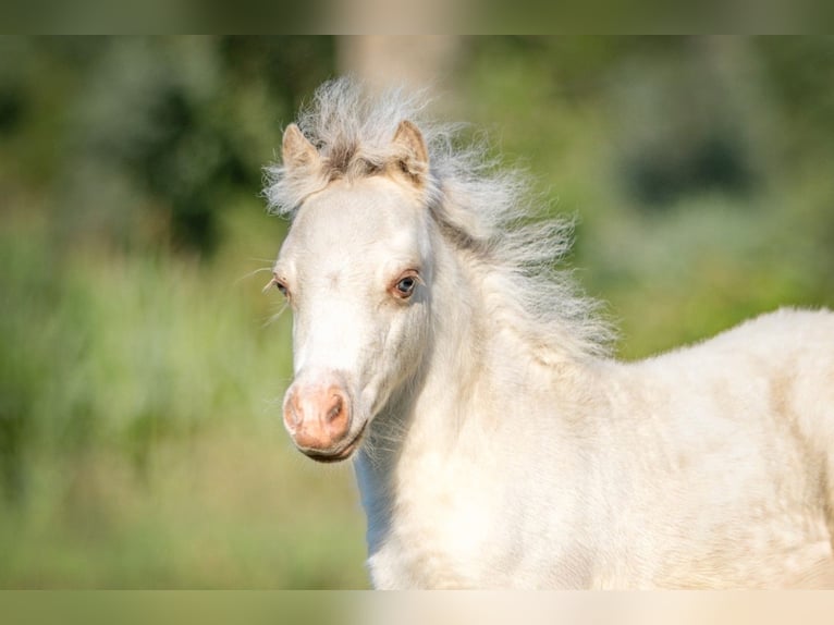 Amerikaans minipaard Merrie 5 Jaar 83 cm Champagne in Borculo
