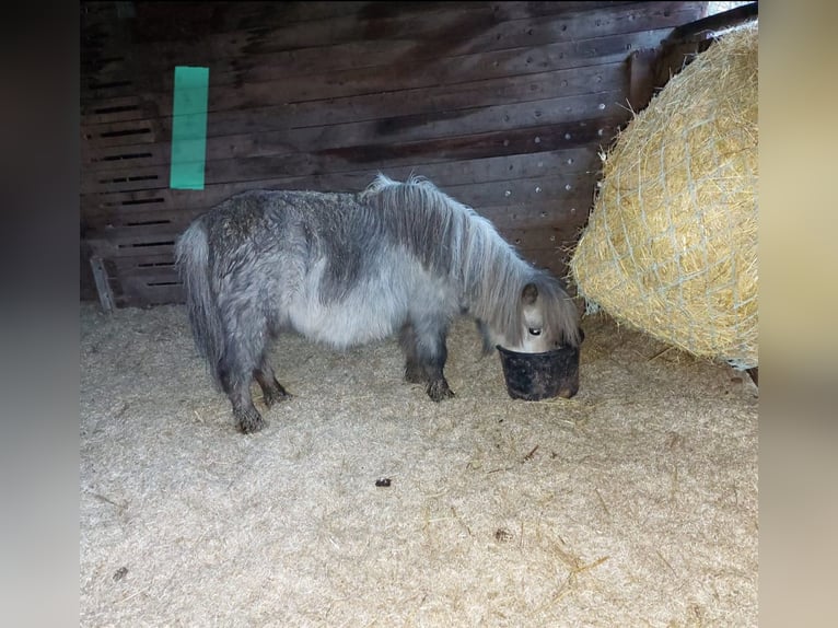 Amerikaans minipaard Merrie 5 Jaar 84 cm Blauwschimmel in Reipoltskirchen