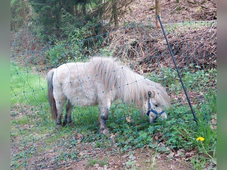 Amerikaans minipaard Merrie 5 Jaar 84 cm Blauwschimmel in Reipoltskirchen