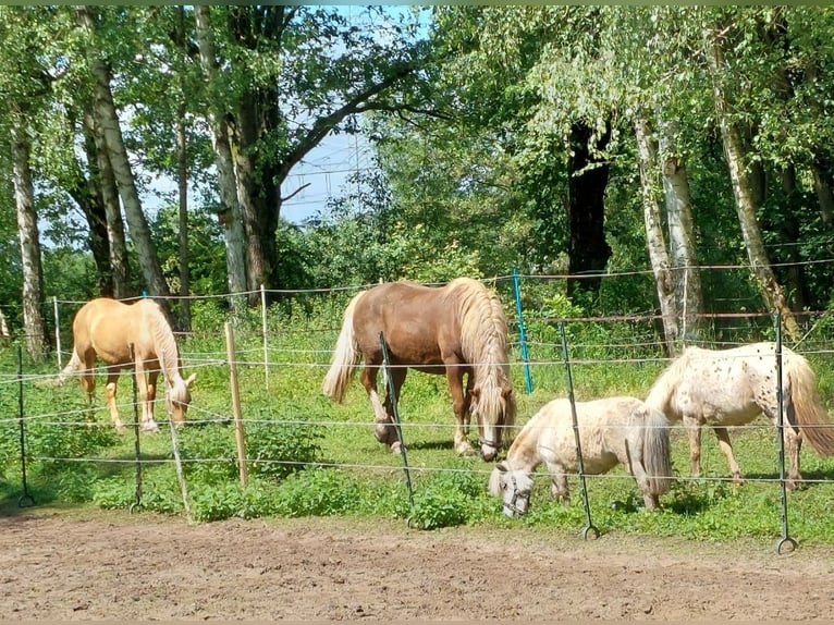 Amerikaans minipaard Merrie 5 Jaar 84 cm Blauwschimmel in Reipoltskirchen