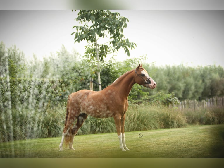 Amerikaans minipaard Merrie 7 Jaar 100 cm Sabino in Wiekevorst