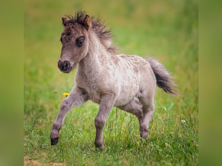 Amerikaans minipaard Mix Merrie 7 Jaar 83 cm Appaloosa in Bestensee