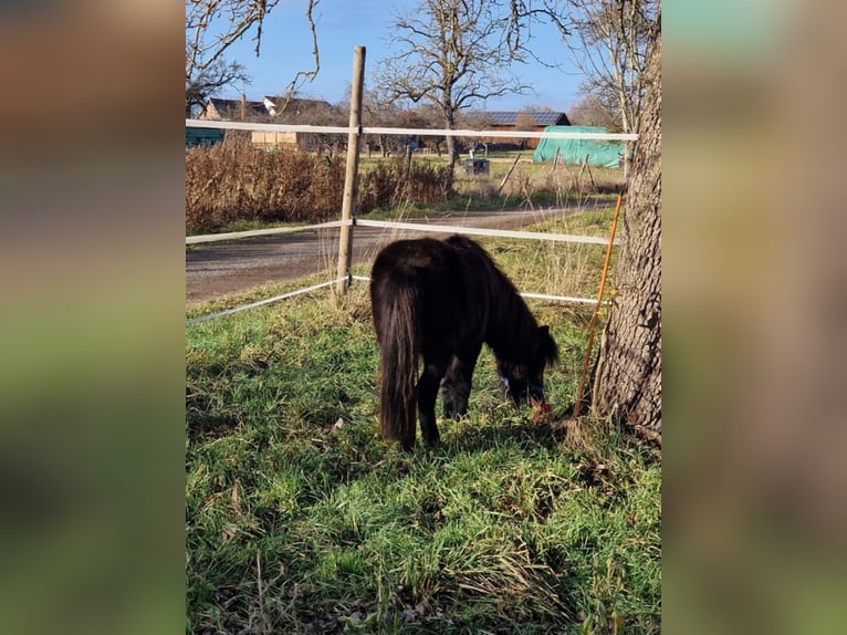 Amerikaans minipaard Merrie 7 Jaar 84 cm Zwart in Balingen