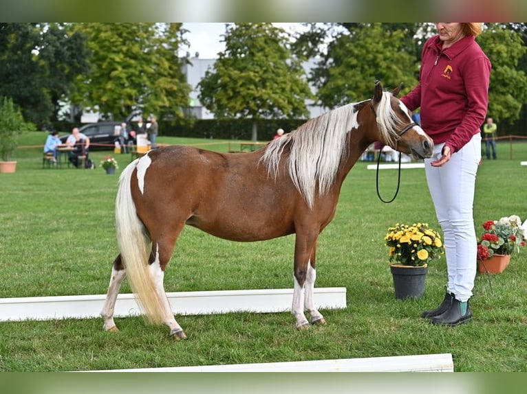 Amerikaans minipaard Merrie 7 Jaar 87 cm Gevlekt-paard in Sieversdorf-Hohenofen