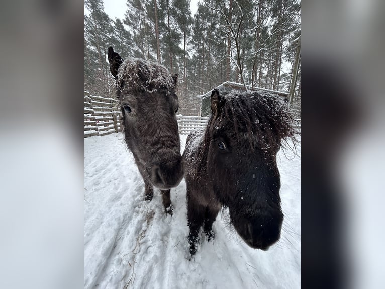 Amerikaans minipaard Merrie 8 Jaar 83 cm Appaloosa in Bestensee