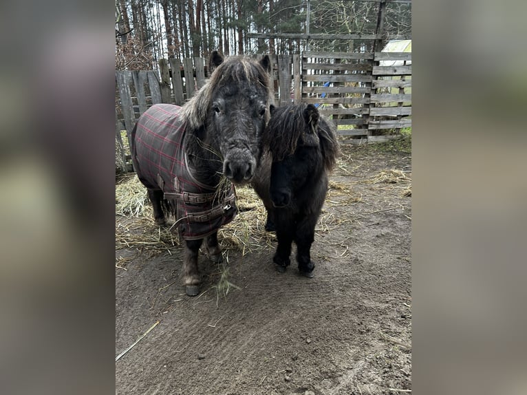 Amerikaans minipaard Mix Merrie 8 Jaar 83 cm Appaloosa in Bestensee