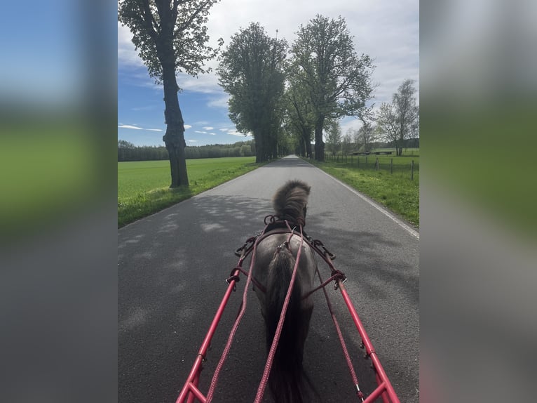Amerikaans minipaard Mix Merrie 8 Jaar 83 cm Appaloosa in Bestensee