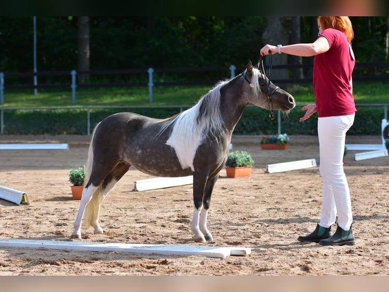 Amerikaans minipaard Merrie 8 Jaar 84 cm Tobiano-alle-kleuren in Sieversdorf-Hohenofen