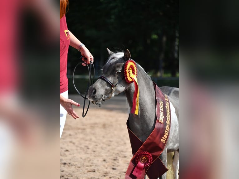 Amerikaans minipaard Merrie 8 Jaar 84 cm Tobiano-alle-kleuren in Sieversdorf-Hohenofen