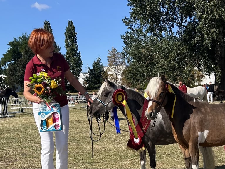 Amerikaans minipaard Merrie 8 Jaar 84 cm Tobiano-alle-kleuren in Sieversdorf-Hohenofen