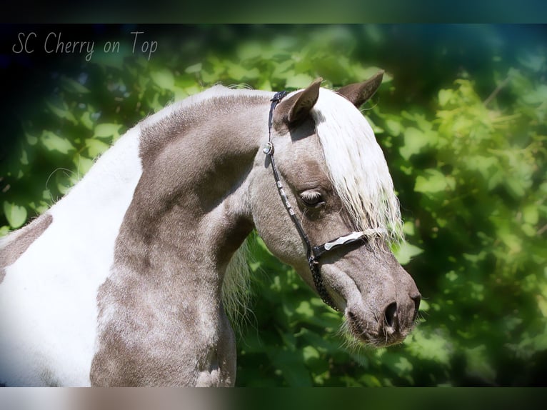 Amerikaans minipaard Merrie 8 Jaar 84 cm Tobiano-alle-kleuren in Sieversdorf-Hohenofen