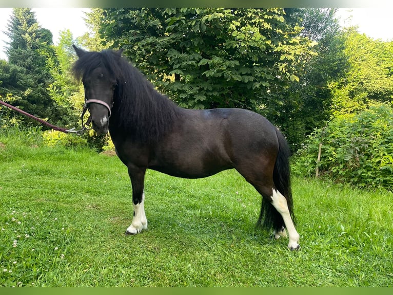 Amerikaans minipaard Merrie 8 Jaar 85 cm Donkerbruin in Meinerzhagen