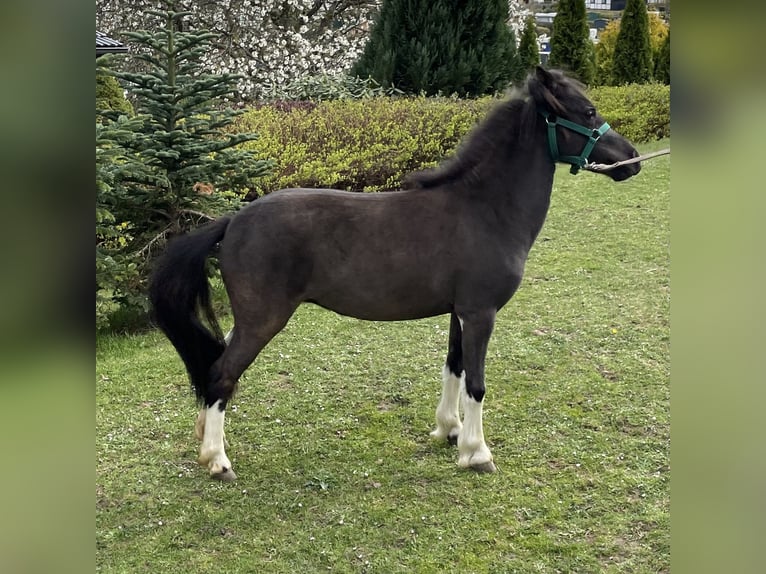 Amerikaans minipaard Merrie 8 Jaar 85 cm Donkerbruin in Meinerzhagen