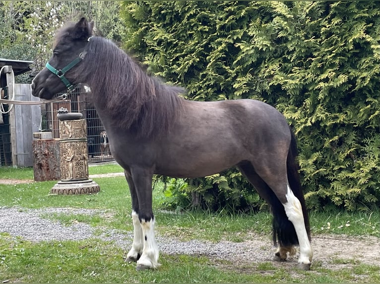 Amerikaans minipaard Merrie 8 Jaar 85 cm Donkerbruin in Meinerzhagen