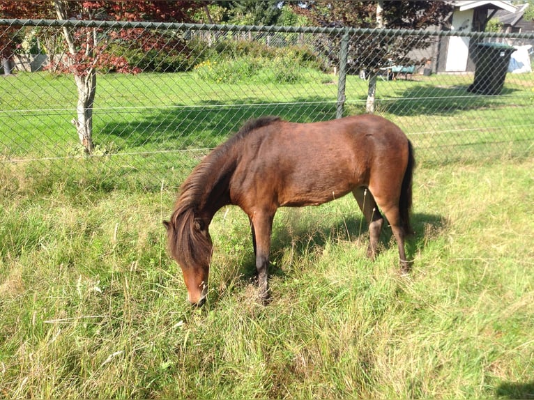 Amerikaans minipaard Merrie 8 Jaar Bruin in Apeldoorn