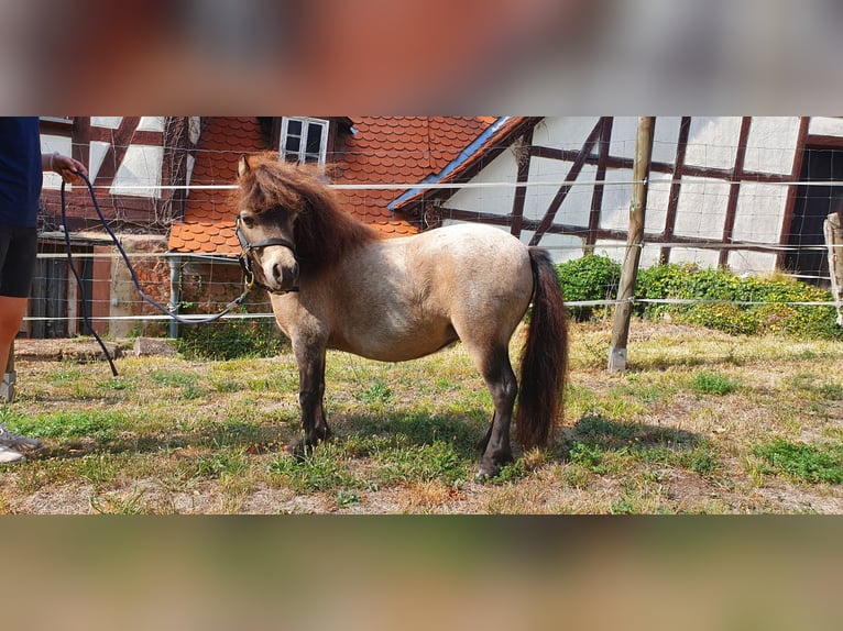 Amerikaans minipaard Merrie 8 Jaar  in Büdingen