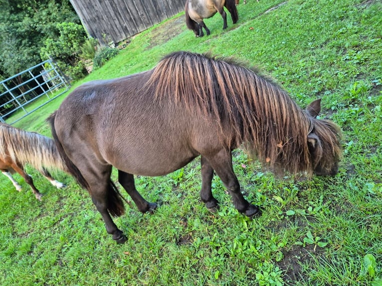 Amerikaans minipaard Merrie 8 Jaar  in Büdingen