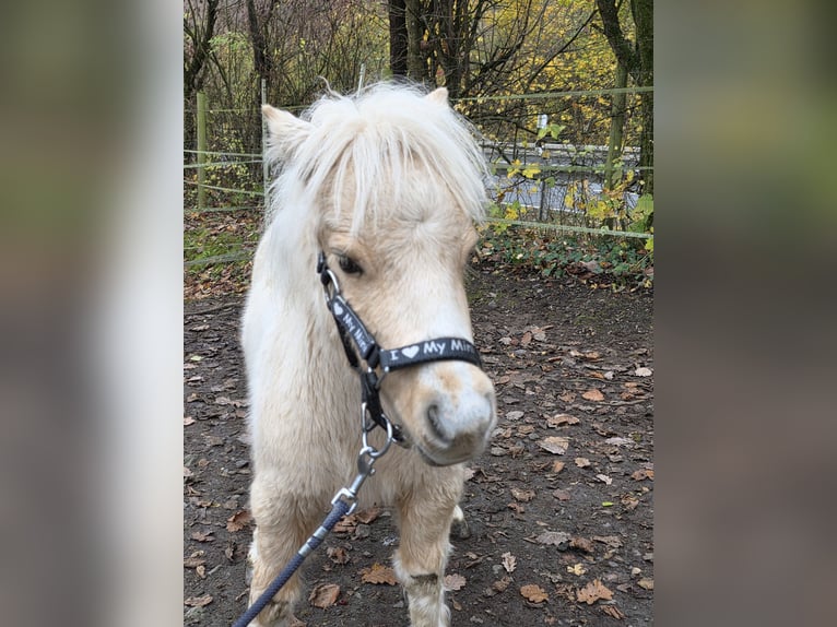 Amerikaans minipaard Merrie 8 Jaar  in Büdingen