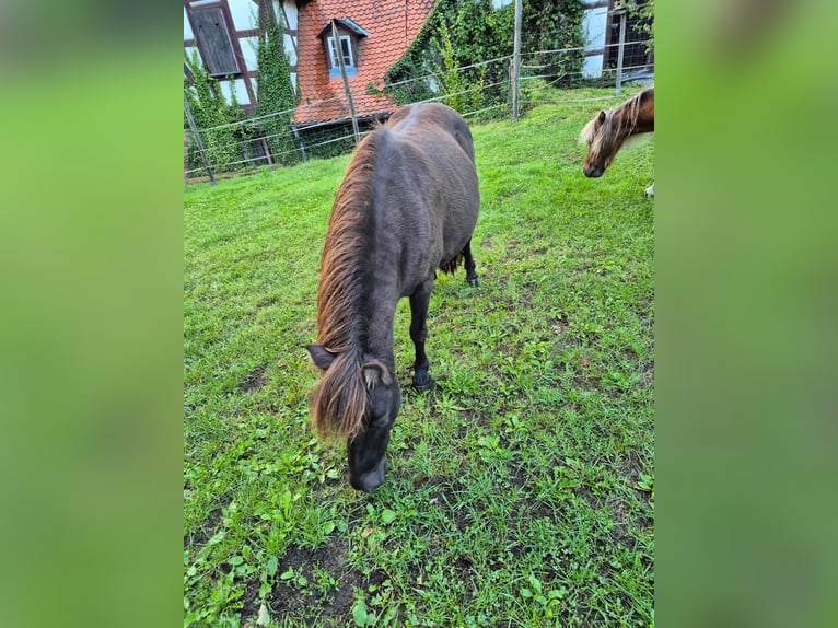 Amerikaans minipaard Merrie 8 Jaar  in Büdingen