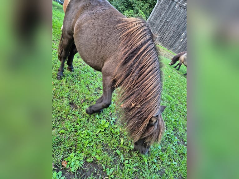 Amerikaans minipaard Merrie 8 Jaar  in Büdingen