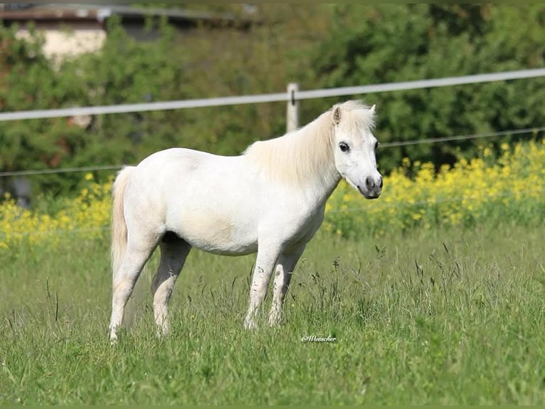 Amerikaans minipaard Merrie 9 Jaar 78 cm Vliegenschimmel in Markt Erlbach