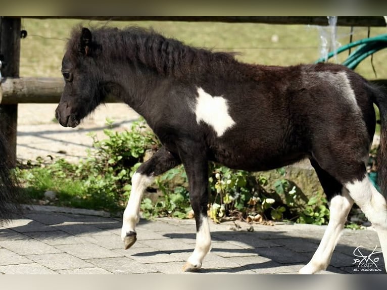 Amerikaans minipaard Merrie 9 Jaar 84 cm Gevlekt-paard in Stallwang