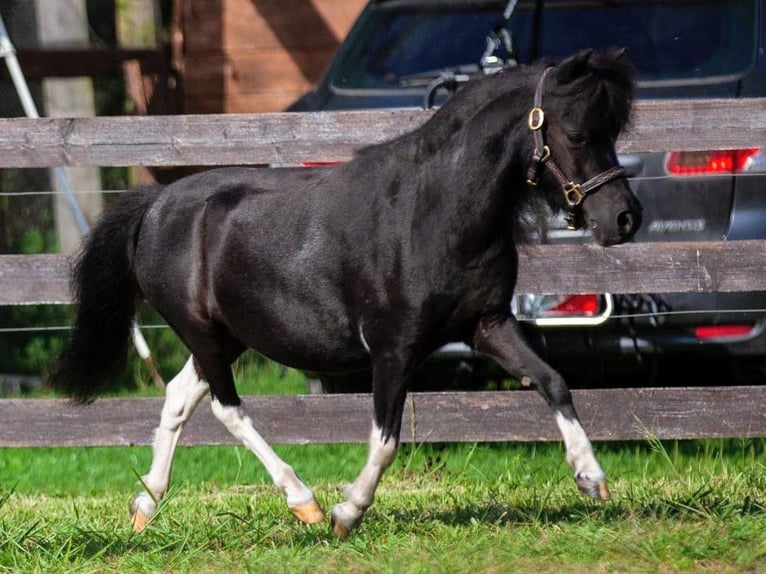 Amerikaans minipaard Merrie 9 Jaar 84 cm Gevlekt-paard in Stallwang