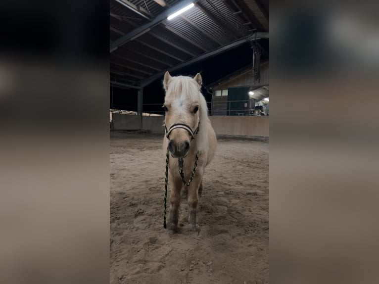 Amerikaans minipaard Merrie 9 Jaar 92 cm Palomino in Bruchsal