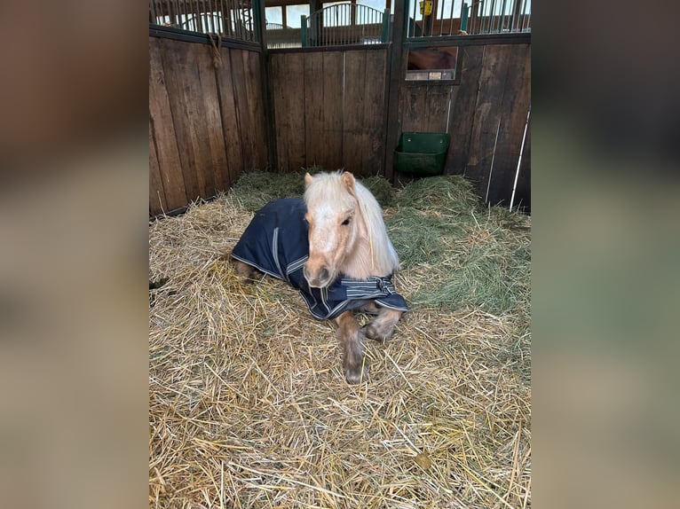 Amerikaans minipaard Merrie 9 Jaar 92 cm Palomino in Bruchsal