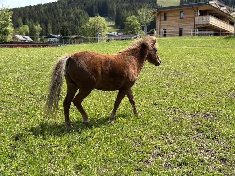 Amerikaans minipaard Merrie 9 Jaar 98 cm Vos in Wagrain