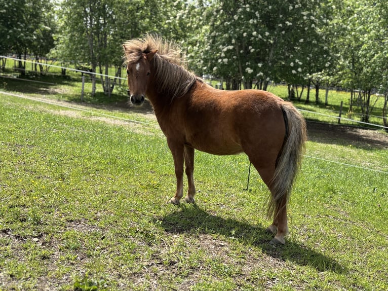 Amerikaans minipaard Merrie 9 Jaar 98 cm Vos in Wagrain