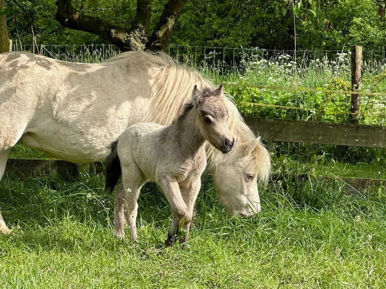 Amerikaans minipaard Merrie veulen (01/2024) 80 cm Buckskin in Herwijnen