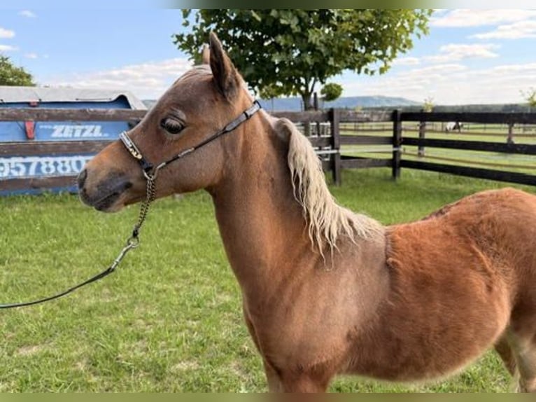 Amerikaans minipaard Merrie Veulen (01/2026) Donkere-vos in Leinburg