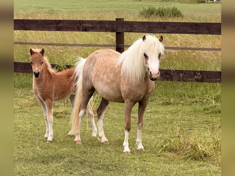 Amerikaans minipaard Merrie Veulen (01/2026) Donkere-vos in Leinburg