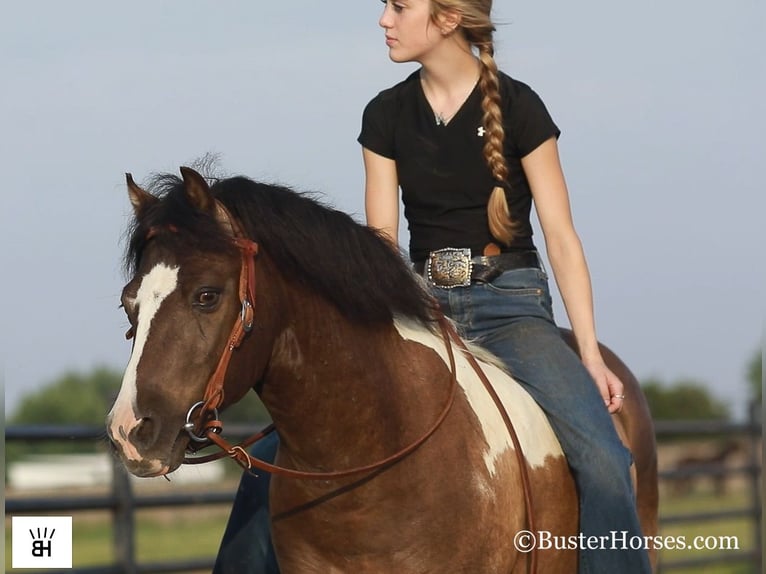 Amerikaans minipaard Ruin 11 Jaar 117 cm Tobiano-alle-kleuren in Weatherford TX