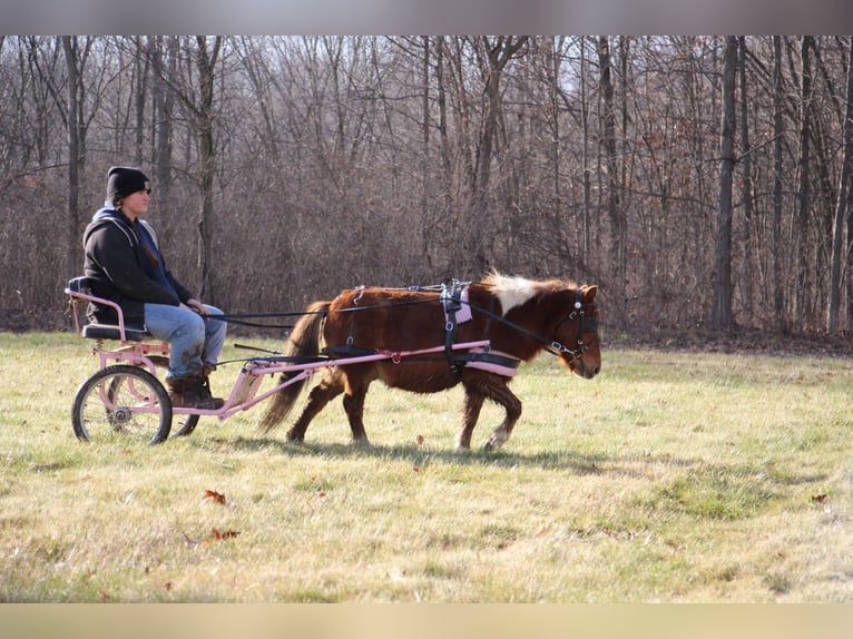 Amerikaans minipaard Ruin 12 Jaar 102 cm Donkere-vos in Howell, MI