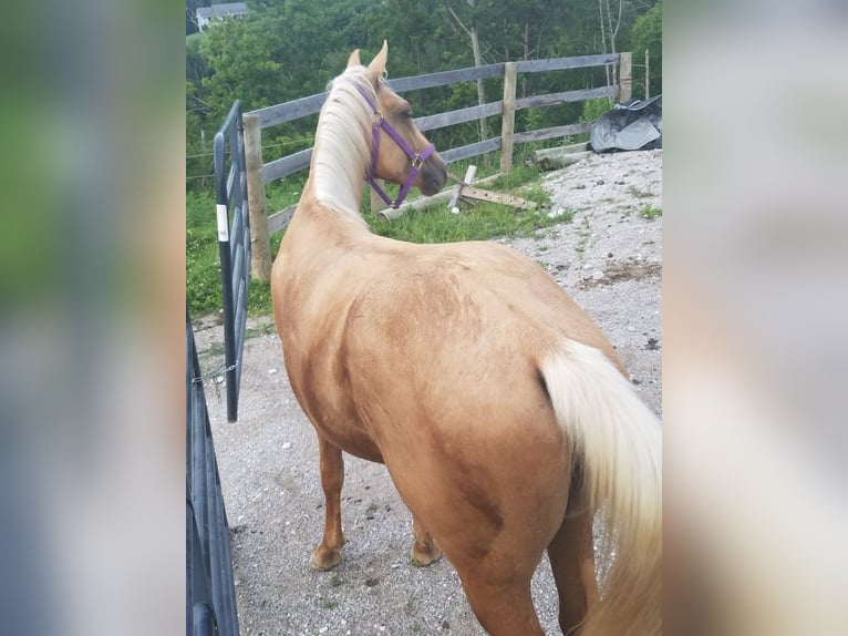 Amerikaans minipaard Ruin 13 Jaar 115 cm in Safford