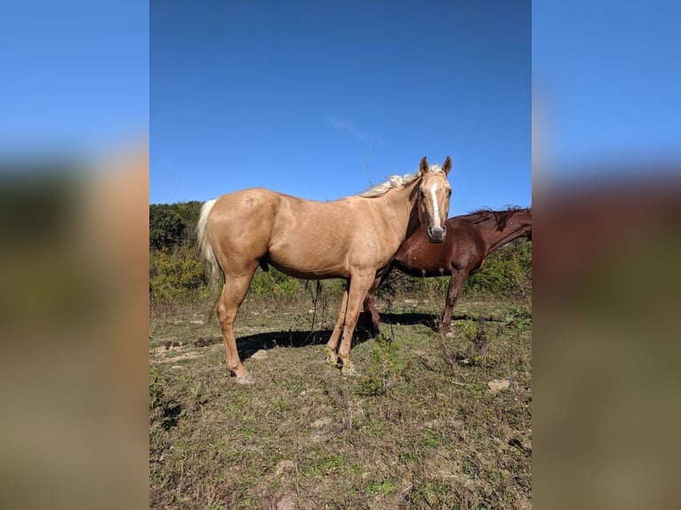 Amerikaans minipaard Ruin 13 Jaar 115 cm in Safford