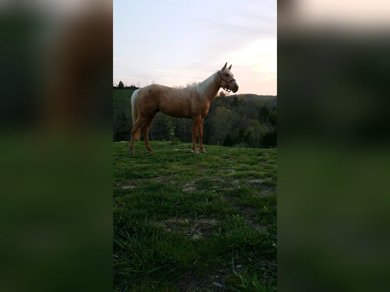 Amerikaans minipaard Ruin 13 Jaar 115 cm in Safford