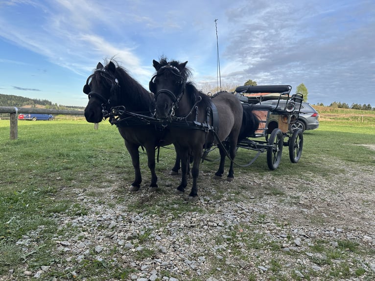 Amerikaans minipaard Ruin 13 Jaar 83 cm Zwartbruin in St. Thomas am Blasenstein