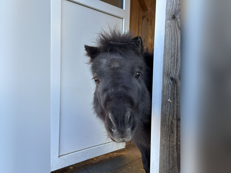 Amerikaans minipaard Ruin 13 Jaar 83 cm Zwartbruin in St. Thomas am Blasenstein