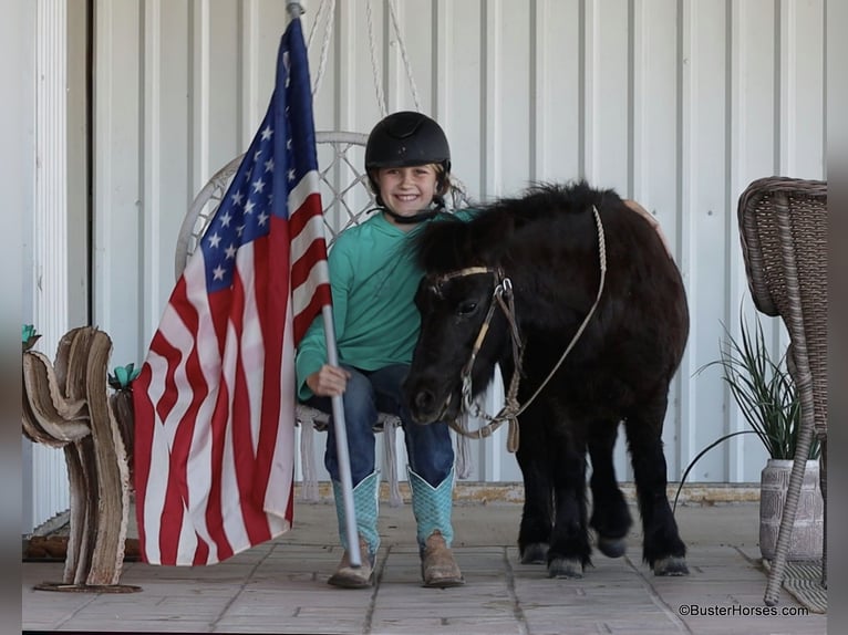 Amerikaans minipaard Ruin 13 Jaar 86 cm Zwart in Weatherford TX