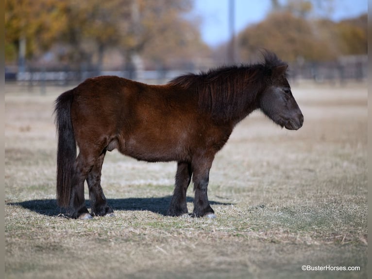 Amerikaans minipaard Ruin 13 Jaar 86 cm Zwart in Weatherford TX