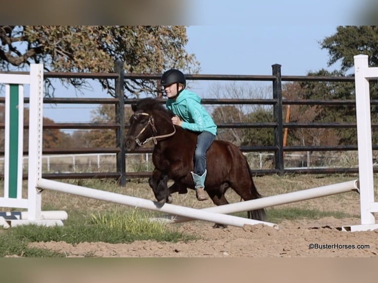 Amerikaans minipaard Ruin 13 Jaar 86 cm Zwart in Weatherford TX