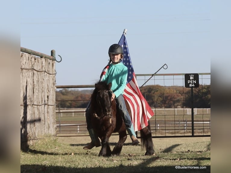 Amerikaans minipaard Ruin 13 Jaar 86 cm Zwart in Weatherford TX